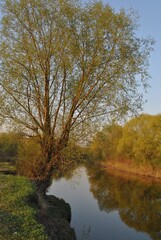 Obraz premium Landscape with river and tree