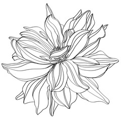 illustration of a flower
