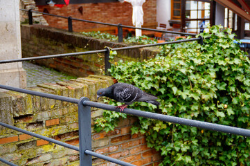 a beautiful dove sitting on a handrail in the German City of Ulm in Germany