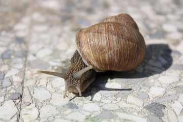 snail on a stone