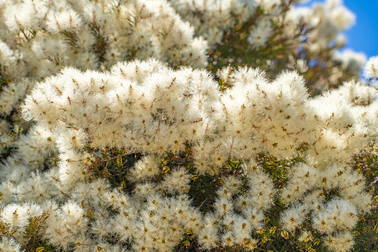 Tea tree (Melaleuca alternifolia) close-up	