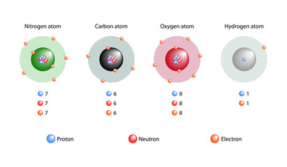 Atomic elements showing the nucleus and shells, numbers of electrons, protons, and neutrons. Hydrogen, carbon, oxygen, and nitrogen.