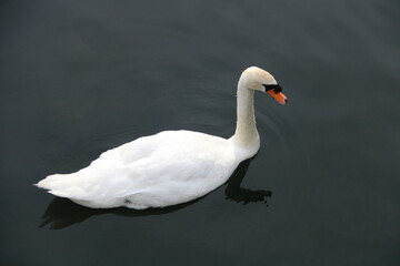 Naklejka na ściany i meble white swan on the water