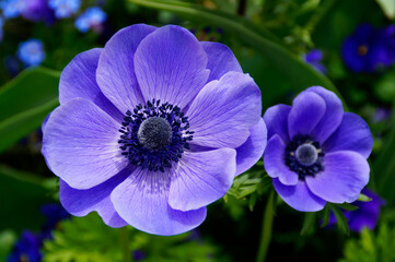 a beautiful bright purple poppy anemone on a sunny spring day