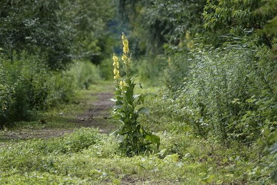 mullein on a path in the forest