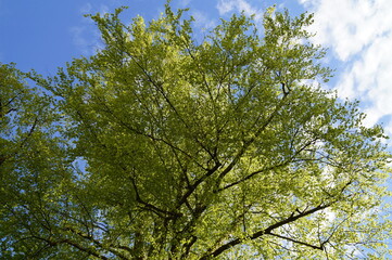 lush green trees on a sunny day in may against the blue sky