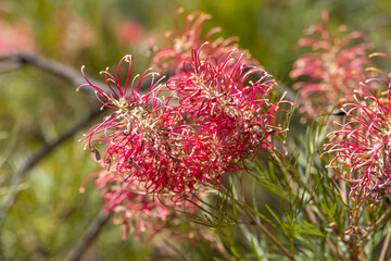 Close-up of a pink flower Grevillea.