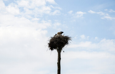 Stork nest on the pole with parents and young over cloudy sky 