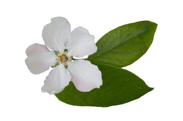 Fototapeta premium White flower of the quince tree.
