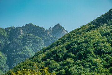 forest landscape in the mountains
