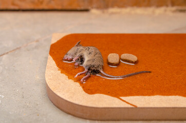 A mouse or rat is caught in a glue trap with cookies as bait. Glue for catching rodents or small...