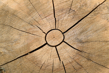 Log cut close up shot 