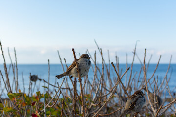 A sparrow is sitting on a branch. Portrait of a perched sparrow against the background of the blue sea and sky. Wild wildlife, urban birds are asking for food. Small brown chicks on a bush
