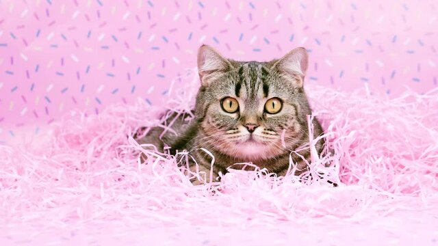 The cat looks carefully at the camera. The cat lies in pink raffia. Cat and bright pink holiday decorations. Cat in pink decorations.
