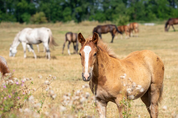 Red foal with a white stripe in a herd on a meadow looking at the camera