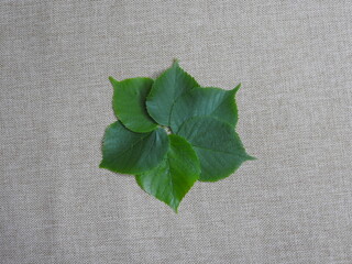 green leaves on burlap background