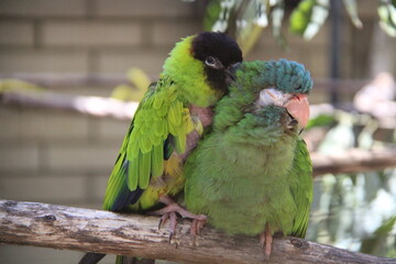 parrot in love
