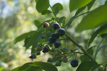 Garden bush with ripe blueberries.
The photo is suitable for advertising, web design.