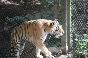 tiger in zoo