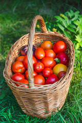 Basket of tomatoes and sweet peppers. Harvest season. Organic natural vegetables from the farm.