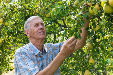 Happy smiling old farmer picking pears in the garden. Traditional lifestyle, happy old age, real emotions. 