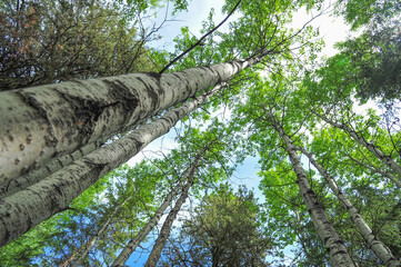 Looking upward of tall poplar trees as they reach the blue sky