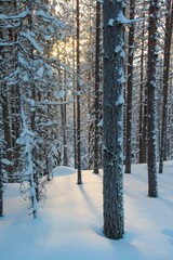 Fototapeta premium rays of sun coming through the trees in a snow covered forest