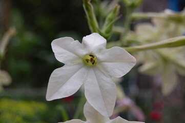 white flower in the garden