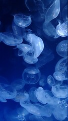 Obraz premium Jellyfishes