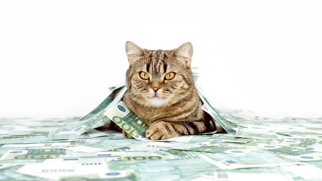 Cat among the heap of money on a white background. The cat lies among the banknotes of dollars and holds money in its paw.