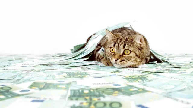 Cat among the heap of money on a white background. The cat is hunting for money.