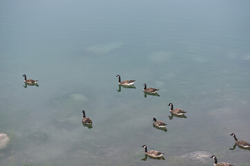 Canada Goose (Branta Canadensis) Swimming in Medicine Lake