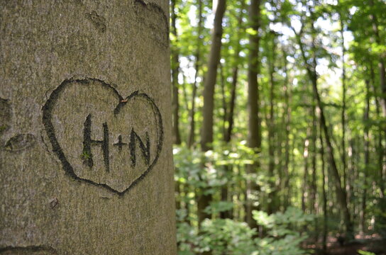 Baum