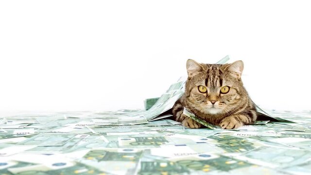 The cat lies among the banknotes of money and hunts. Cat isolated on white background with dollar banknotes. Cat and money.