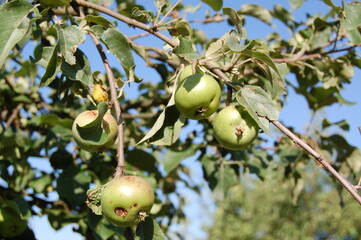 green apples on tree
