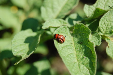 ladybug on leaf