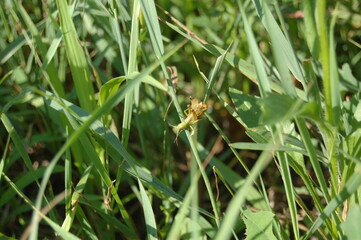grass