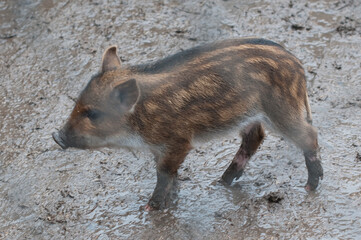 wild boar piglet