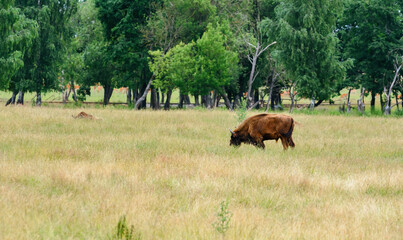 Fototapeta na wymiar Bison. European bison. The bison grazes in a meadow on the outskirts of the forest. The bison eats grass