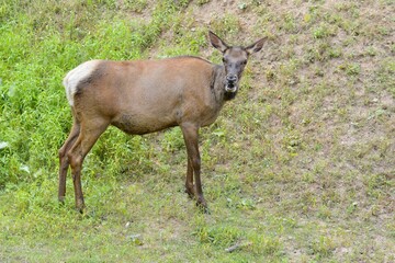 European roe deer in the zoo.