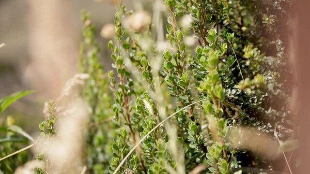 Plants