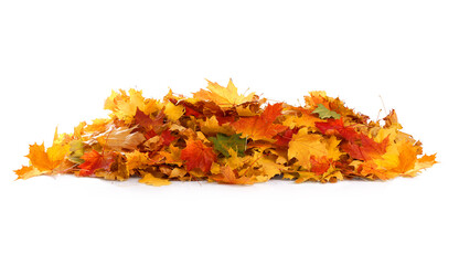 Pile of autumn colored leaves isolated on white background.A heap of different maple dry leaf .Red and colorful foliage colors in the fall season