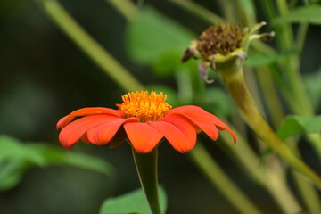 Mexican Sunflower Tithonia rotundifolia Torch in bloom in southern Michigan in August 
