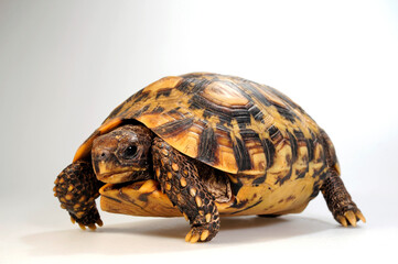 Bell's hinge-back tortoise // Glattrand-Gelenkschildkröte (Kinixys belliana)