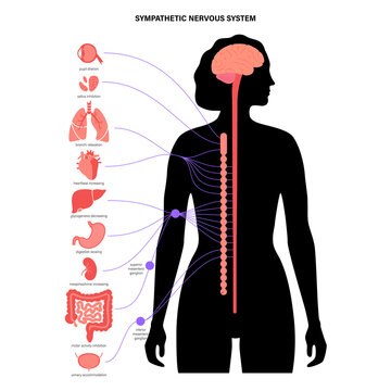 Symphathetic Nervous System