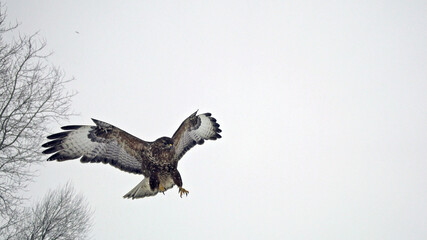 Bird of prey. Common buzzard in flight. Bird fly.