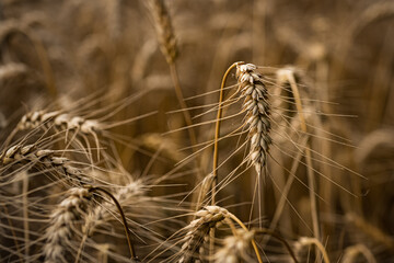 Erntereife Gerste auf einem Feld