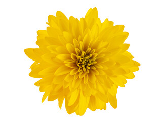 autumn yellow flowers, golden balls, isolate on a white background
