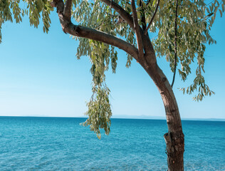 Beautiful sea view with olive tree with olives near the beach