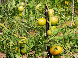 Large tomatoes growing on the branches of a tomato plant maturing for later consumption in a vegetable garden. Plant supported with a stick so that the trunk does not break